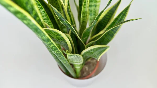 Beyaz arka planda yılan dili bitkisi, Sansevieria trifasciata