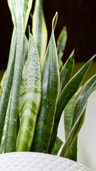 Beyaz arka planda yılan dili bitkisi, Sansevieria trifasciata