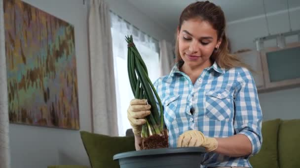 Piękna Kobieta Sadzi Roślinę Domu Cute Mieszane Rasy Żeńskiej Robi — Wideo stockowe