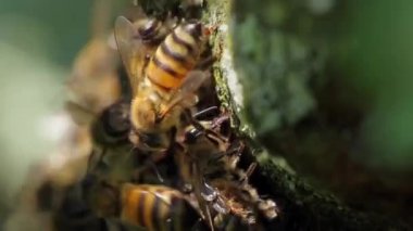 Arı vuruşu. Birçok arı çalışıyor..