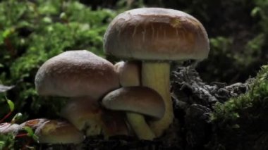 Vahşi ormanda mantarlar hızla büyüyorlar. Çabuk büyüyen mantarlar. Yakın çekim.