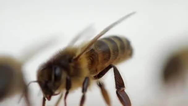 Méhecske Közelkép Sok Méhecske Dolgozik — Stock videók