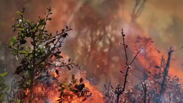 Пожар Лесу Деревья Кусты Кусты Трава Горят Днем Ночью Много — стоковое видео