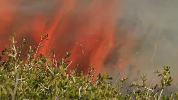 Incendios Forestales Árboles Arbustos Arbustos Hierba Llamas Durante Día Noche — Vídeos de Stock
