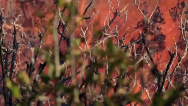 Waldbrand Bäume Sträucher Sträucher Und Gras Stehen Tag Und Nacht — Stockvideo