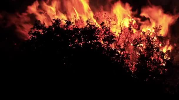 Incêndio Floresta Árvores Arbustos Arbustos Grama Chamas Durante Dia Noite — Vídeo de Stock