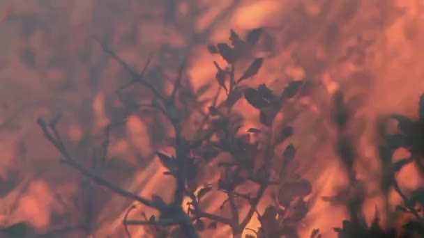 森林里的野火日日夜夜都有树木 灌木和青草着火 森林大火中的浓烟 — 图库视频影像