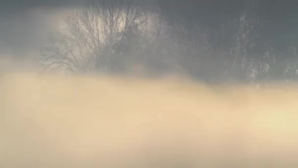 Misty Πρωί Δάσος Νωρίς Πρωί Ομίχλη — Αρχείο Βίντεο
