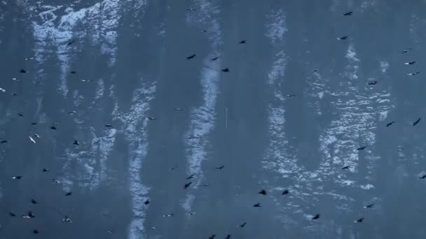 Κοπάδι Των Αετών Πετάει Στα Βουνά Δάσος Και Ορεινό Υπόβαθρο — Αρχείο Βίντεο