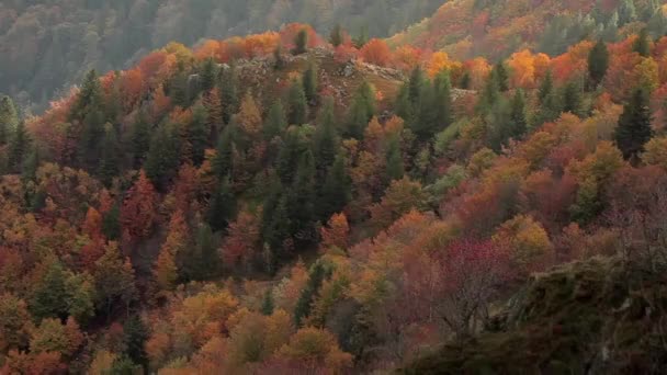 Tempo Foresta Autunnale Decadenza Foglie Autunnali Gialle Verdi Rosse Arancioni — Video Stock