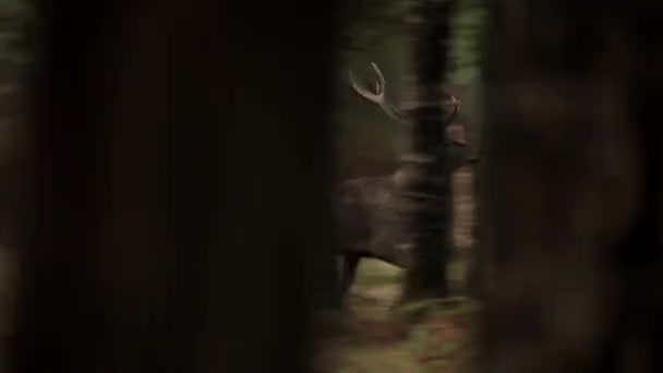 Cerf mâle courant dans la forêt. Entre les troncs d'arbres. Pendant la journée .