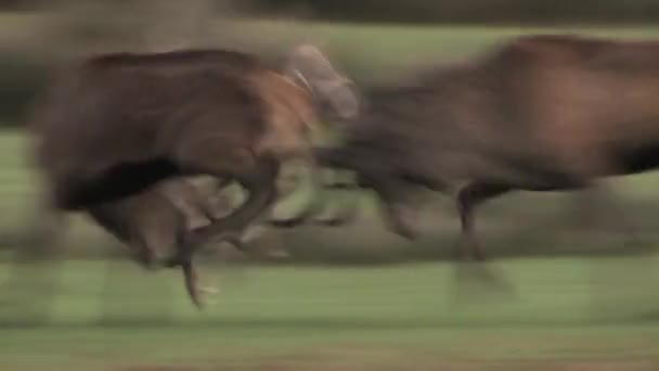 Dos Ciervos Machos Peleando Campo Verde Pelea Cuerno Ciervo Ciervos — Vídeo de stock