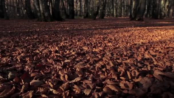 Turuncu Kahverengi Sonbahar Yaprakları Yakın Plan Çekim Yapıyor Vahşi Ormanda — Stok video