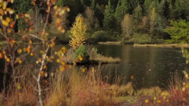 Herbstwald Und Fluss Grüne Und Gelbe Blätter Baum Bewegender Schuss — Stockvideo