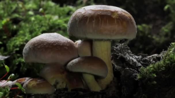 Champiñones Que Crecen Bosque Salvaje Setas Rápido Crecimiento Primer Plano — Vídeo de stock