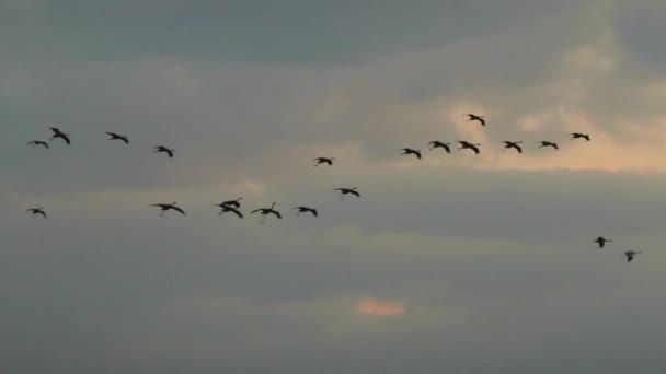 Veel Kraanvogels Vliegen Zwemmen Landen Brede Vogelvleugels Wolken Hemel Zon — Stockvideo