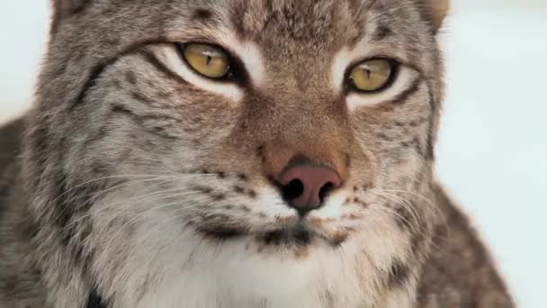 Lynx Gezicht Van Dichtbij Ingezoomd Schot Het Bos Sneeuwachtergrond — Stockvideo