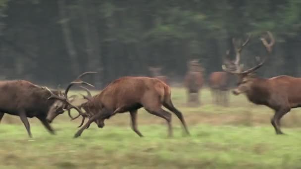 Deux cerfs mâles se battant dans le champ vert. Combat de cerfs. Cerfs se pourchassant .