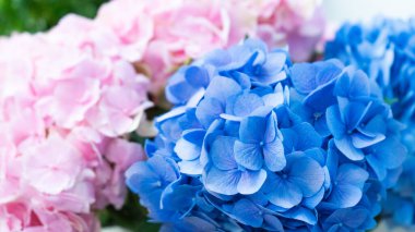 Güzel pembe ve mavi ortanca makro çekim. Çiçeksel konsept yakın çekim fotoğraf.