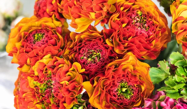 Beautiful Red Orange Ranunculus Flower Macro Shot Floral Concept Elegant — Stock Photo, Image