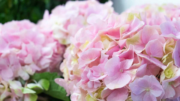 Güzel pembe ortanca makro çekim. Çiçeksel konsept yakın çekim fotoğraf.