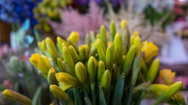 Kapalı narsisli çiçek yakın çekim makro çekim.