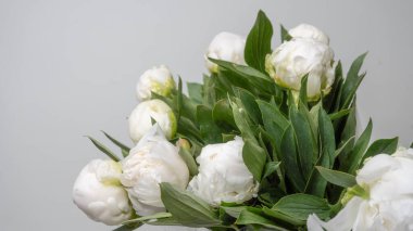 Güzel beyaz şakayıklar, yakın çekim makro çekim. Çiçek kavramı izole.