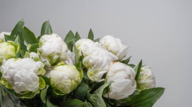 Güzel beyaz şakayıklar, yakın çekim makro çekim. Çiçek kavramı izole.