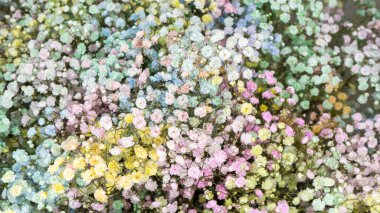 Çok renkli çigila bebek nefesli çiçek. Çiçek aranjmanı.