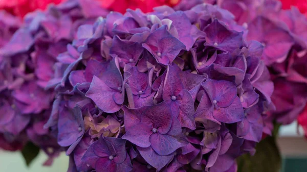 Belo Hortensia Azul Púrpura Hortênsia Close Macro Shot Flor Isolada — Fotografia de Stock