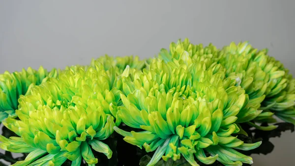 Beautiful toxic green chrysanthemum flowers. Close-up macro shot of flower bouquet.