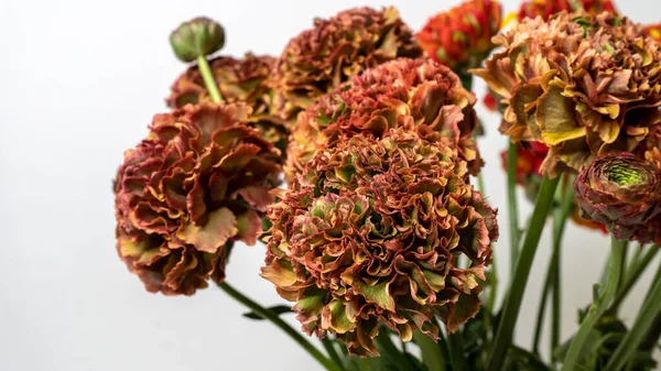 Belo Tiro Macro Flor Ranúnculo Vermelho Laranja Conceito Floral Flor — Fotografia de Stock