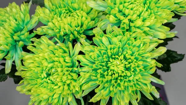 Beautiful Toxic Green Chrysanthemum Flowers Close Macro Shot Flower Bouquet — Stock Photo, Image