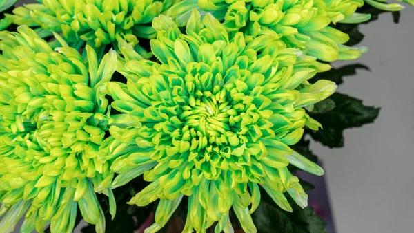 Mooie Giftige Groene Chrysant Bloemen Close Macro Shot Van Bloemenboeket — Stockfoto