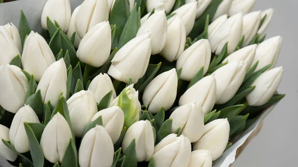 Beautiful Fresh White Tulips Close Macro Shot Floral Concept — Stock Photo, Image