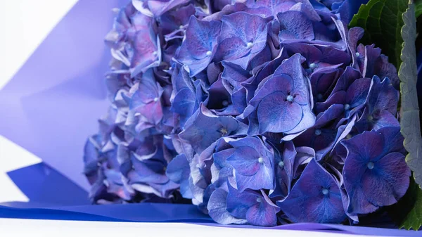 Purple Blue Hortensia Hydrangea Flower Bouquet Close Shot Isolated Flowers — Stock Photo, Image