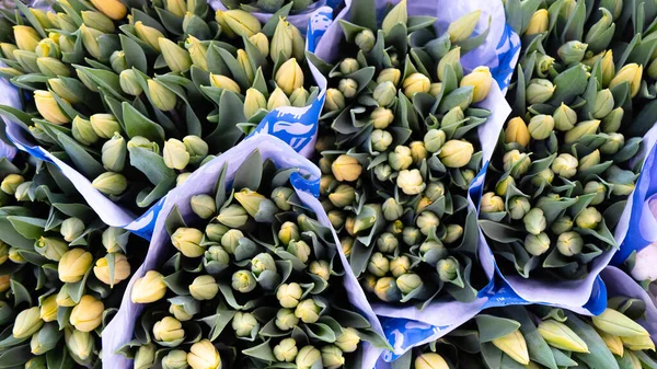 Green Yellow Tulips Top View — Stock Photo, Image