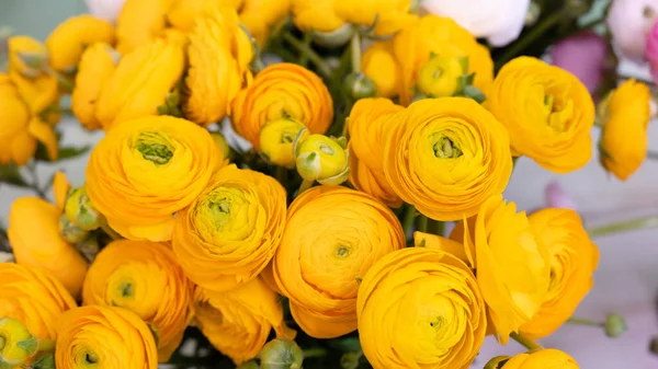 Flores Amarelas Ranúnculo Fechar Macro — Fotografia de Stock