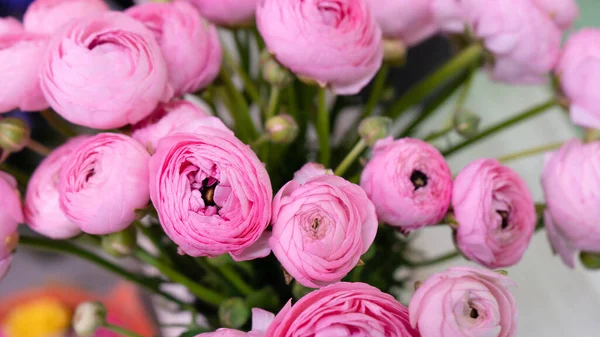 Rózsaszín Ranunculus Virágok Közel Makró Stock Kép