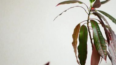 Kamera, kırmızı damarlı uzun yeşil yapraklı büyük bir kroton bitkisinin ince sarı-kahverengi gövdesi boyunca aşağı doğru hareket eder. Açık arkaplanda yeşilliğin yakın plan çekimi, odak noktasında ve odak dışında bırakır