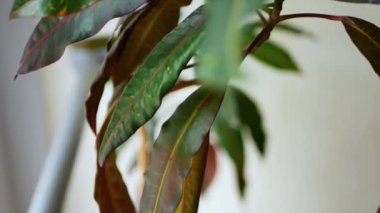 Kamera, kırmızı damarlı uzun yeşil yapraklı büyük bir kroton bitkisi boyunca yukarı doğru hareket eder. Açık arkaplanda yakın plan yeşillik, odakta ve odakta olmayan ince sarı-kahverengi gövde.