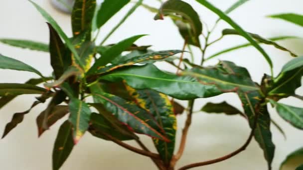 caméra se déplace le long du codiaeum et spathiphyllum plantes à feuilles persistantes dans des pots bruns 