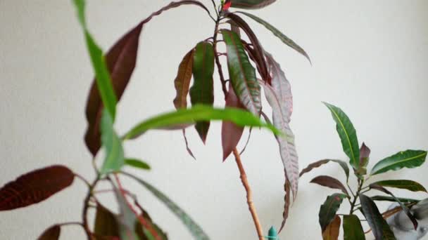 Camera Moves Downward Thin Yellow Brown Trunk Large Croton Plant — Stock Video