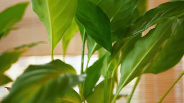 Rozmazané Záběry Kamery Pohybující Podél Velkých Zelených Listů Rostliny Spathiphyllum — Stock video
