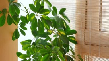 Kamera, büyük yeşil bitkiler, spathiphyllum ve Schefflera boyunca yeşil yapraklar ve bir kış bahçesinde kahverengi çömlekler boyunca hareket eder.