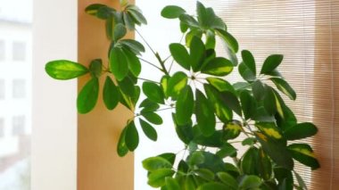 Kamera, büyük yeşil bitkiler, spathiphyllum ve Schefflera boyunca yeşil yapraklar ve bir kış bahçesinde kahverengi çömlekler boyunca hareket eder.