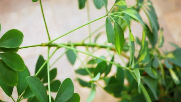 Камера Движется Вдоль Больших Вечнозеленых Растений Spathiphyllum Schefflera Зелеными Листьями — стоковое видео