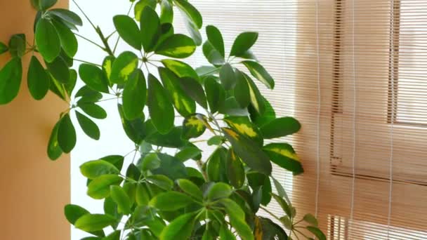 Camera Beweegt Langs Grote Groenblijvende Planten Spathiphyllum Schefflera Met Groene — Stockvideo