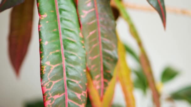 カメラは赤い静脈を持つ長い緑色の葉を持つ大きなクロトン植物の細い黄褐色の幹に沿って上に移動します 光の背景に葉のクローズアップショット 焦点の葉と焦点の外 — ストック動画