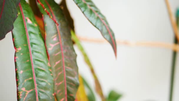 カメラは赤い静脈を持つ長い緑色の葉を持つ大きなクロトン植物の細い黄褐色の幹に沿って上に移動します 光の背景に葉のクローズアップショット 焦点の葉と焦点の外 — ストック動画